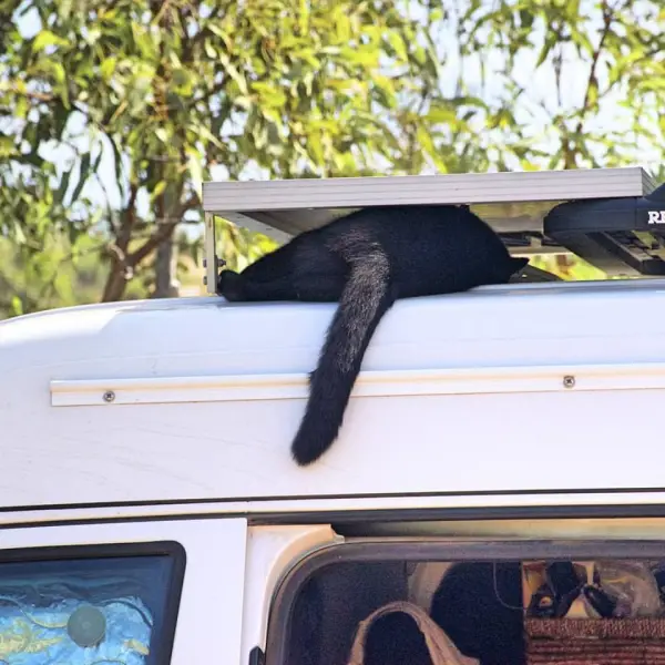willow the little black adventure cat meet a fluffy australian traveler 5