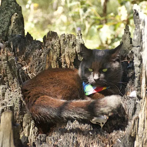 willow the little black adventure cat meet a fluffy australian traveler 8