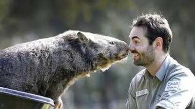 wombat pat is the cutest and fuzziest oldtimer 7 pics 2