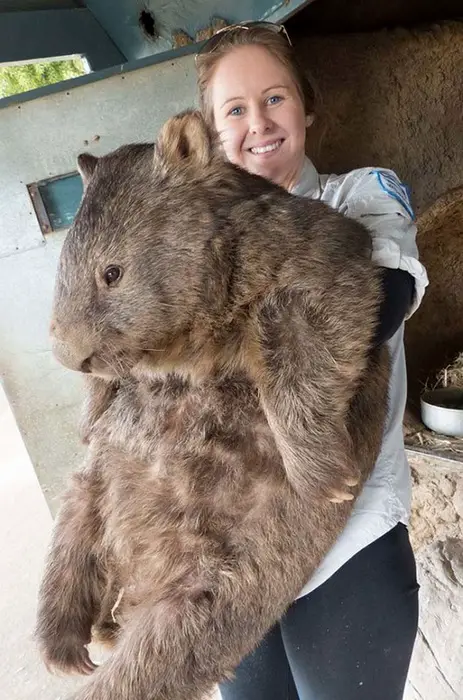 wombat pat is the cutest and fuzziest oldtimer 7 pics 4