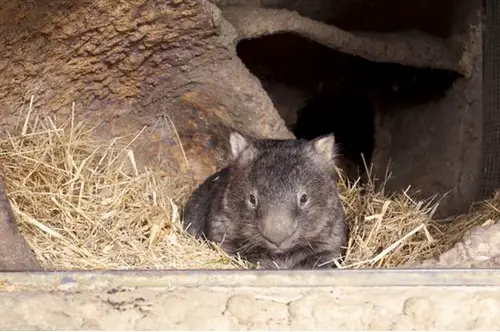 wombat pat is the cutest and fuzziest oldtimer 7 pics 6