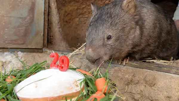wombat pat is the cutest and fuzziest oldtimer 7 pics 7