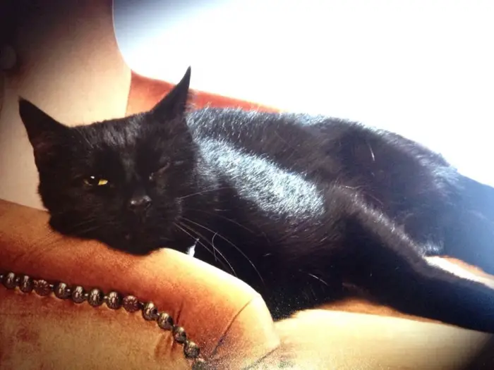 Author: Mary Jane Staek, Description: Black kitty rests in her favorite chair