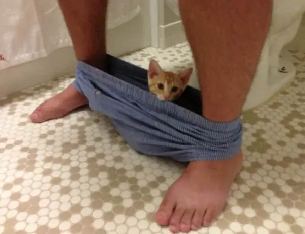 you have a cat forget about your privacy 12 pictures 1 5