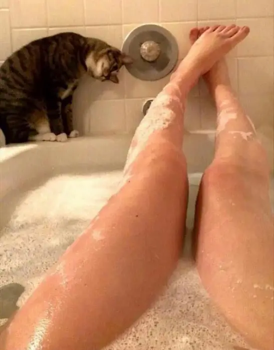 you have a cat forget about your privacy 12 pictures 1 7