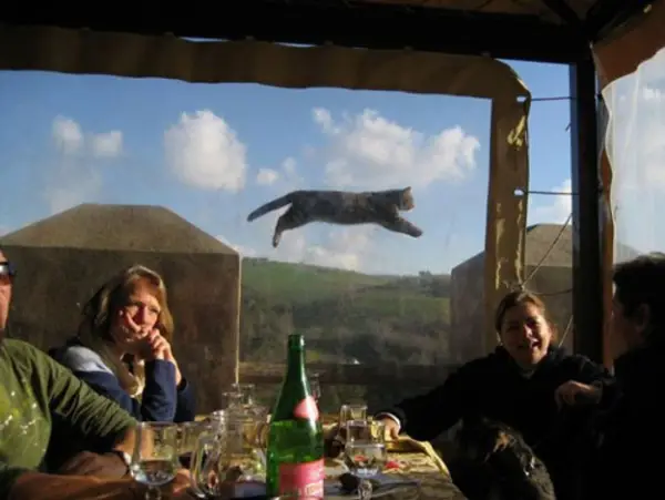 you think cats cant fly think again after you look at these photos 10 pictures 1