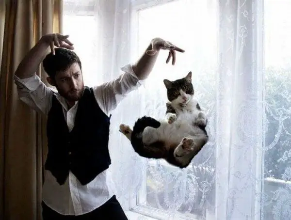 you think cats cant fly think again after you look at these photos 10 pictures 10