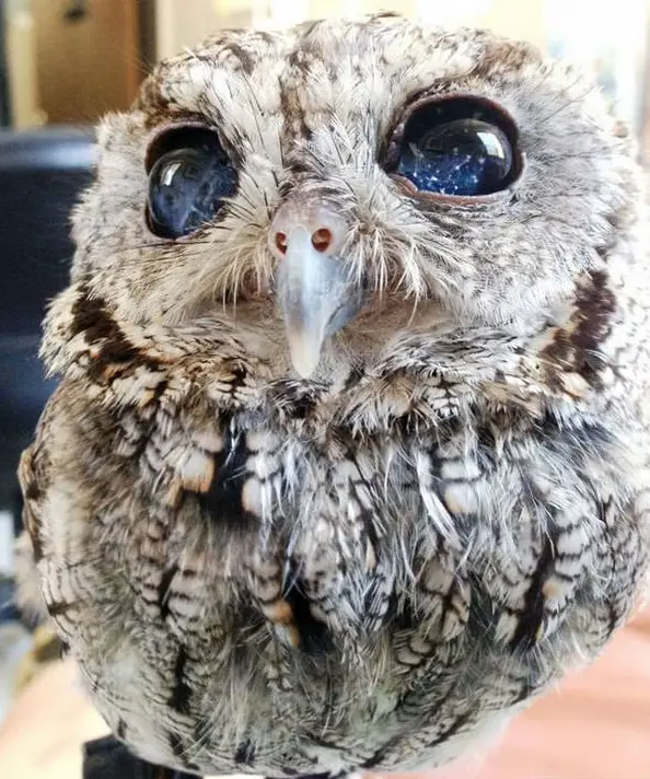 zeus is an owl with the universe in its eyes 7 pictures 1