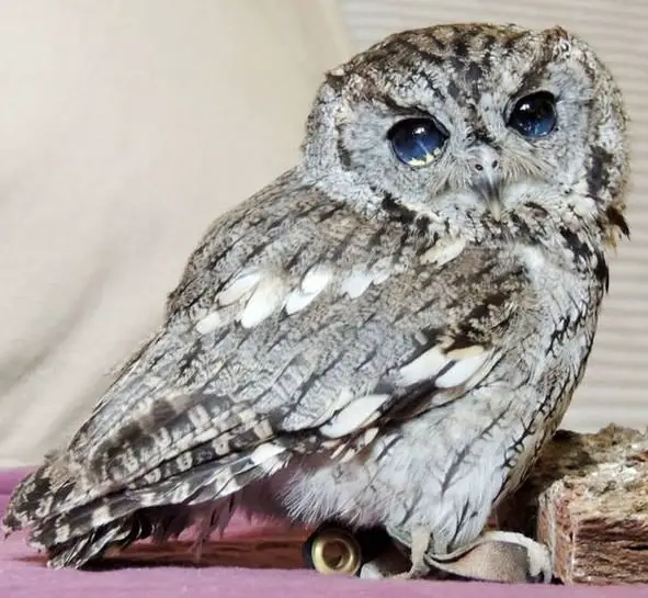 zeus is an owl with the universe in its eyes 7 pictures 4