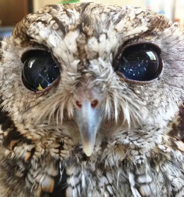 zeus is an owl with the universe in its eyes 7 pictures 5