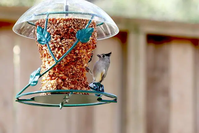 Tufted titmouse at bird feeder