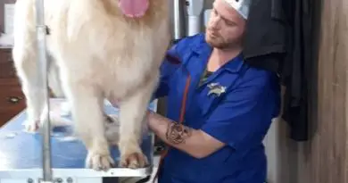 This dog loves grooming. How to trim dog's nails with enjoyment :)