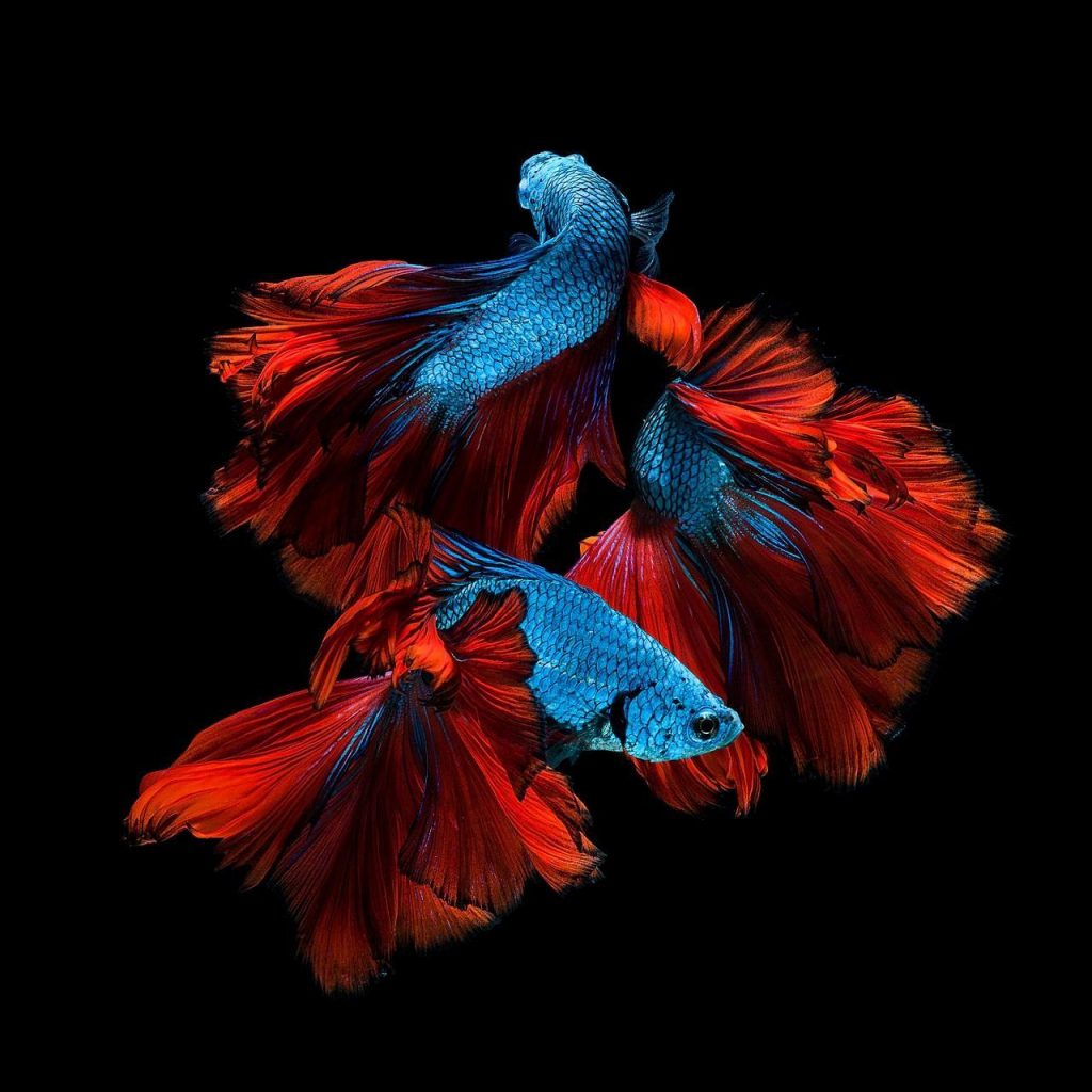 Betta Fish - Freshwater Fish for Beginners