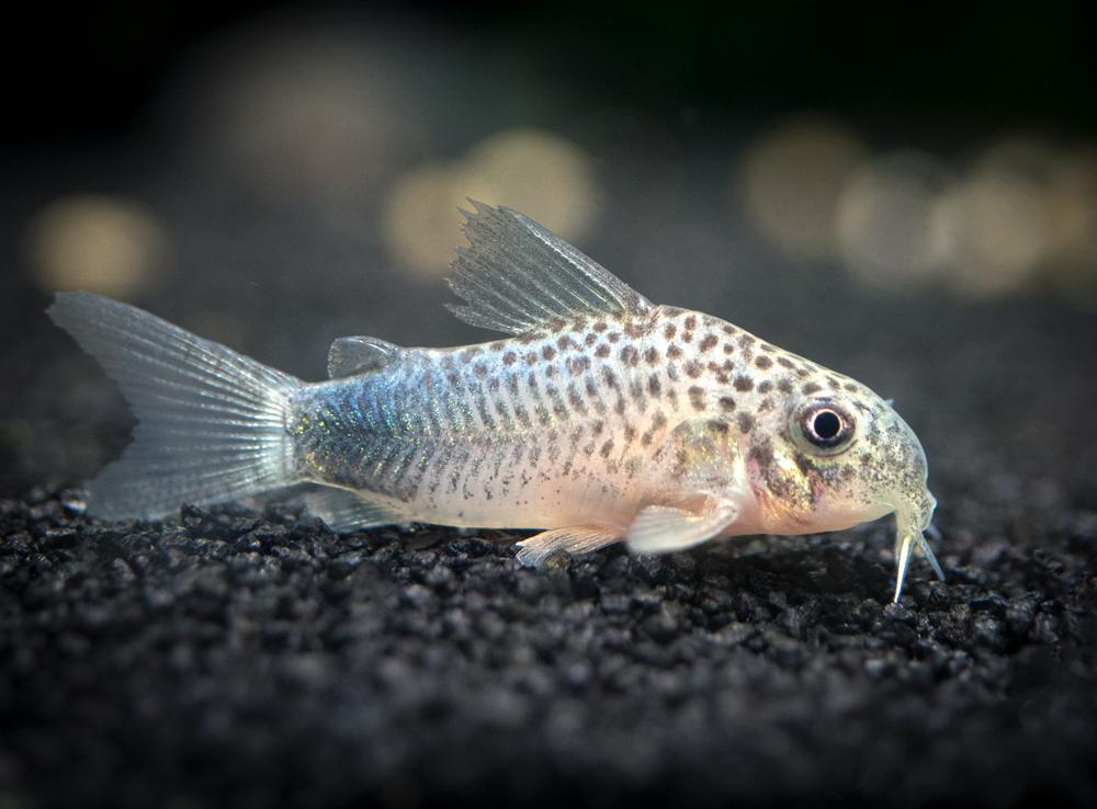 Corydoras Catfish - Freshwater Fish for Beginners