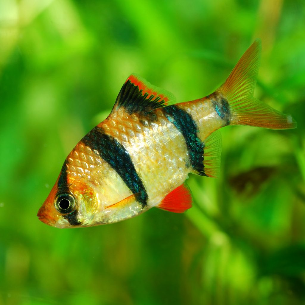 Tiger Barb - Freshwater Fish for Beginners