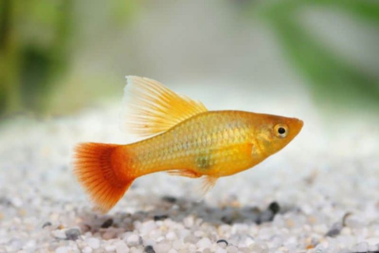 Top 6 Low-Maintenance Freshwater Fish for Beginners - Animal's Look