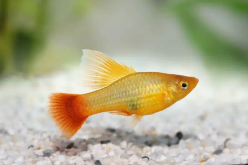 Platies - Freshwater Fish for Beginners