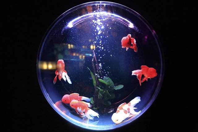 Aquarium