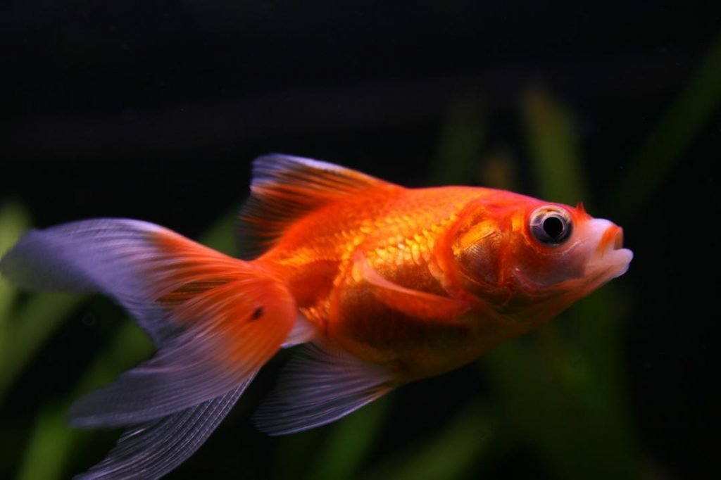 Fantail Goldfish