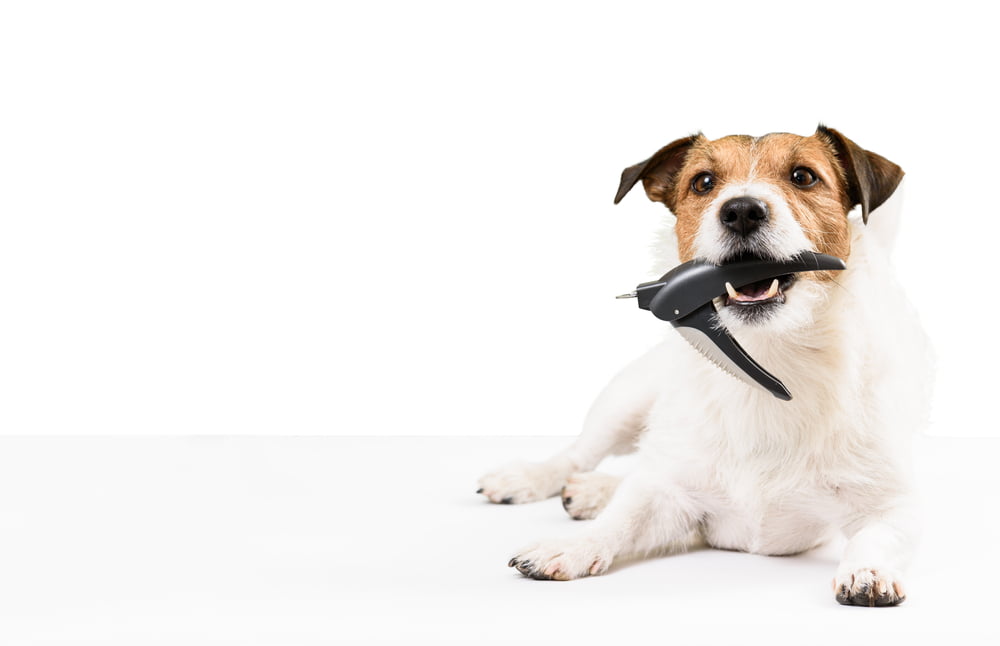 Ready for trimming. Dog holding nail clipper in mouth.