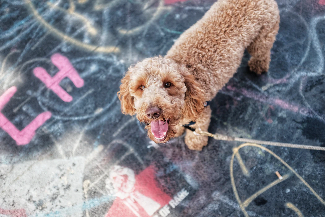 Mixed dog breed - Labradoodle