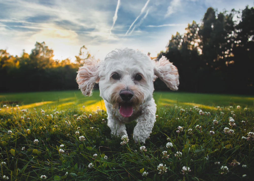 Mixed dog breed - Cockapoo