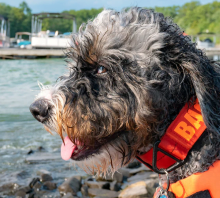 The Bernedoodle