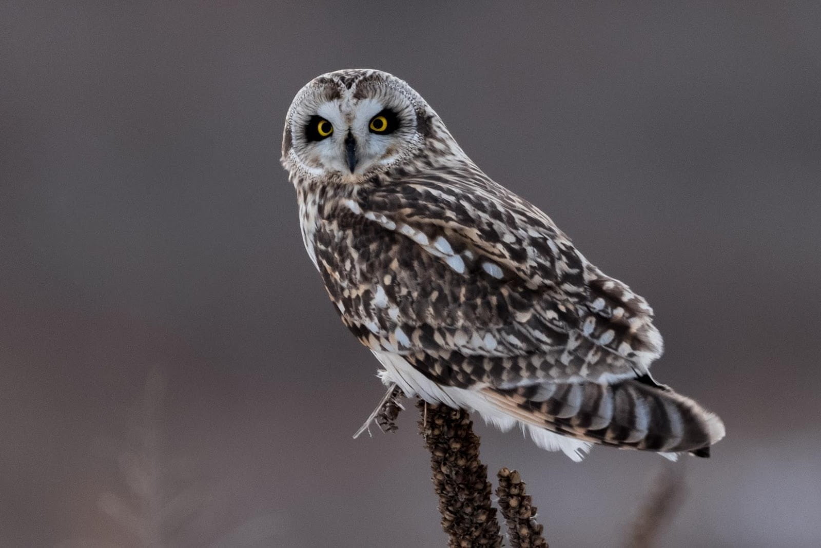 Eastern Screech Owl