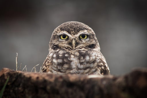 Eastern Screech Owl