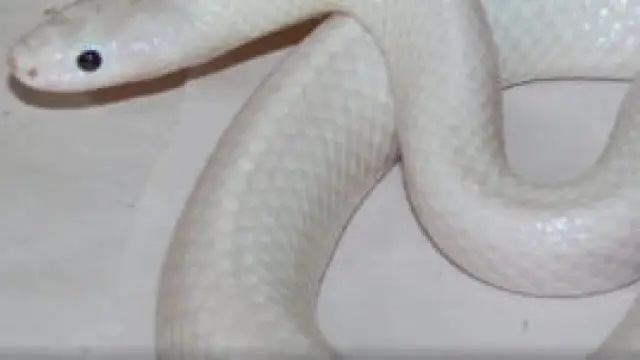 A Rare White Snake Found in the Australian Outback
