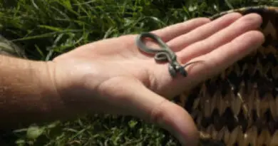 Bizarre Find: Two-Headed Snake Unearthed in Croatia