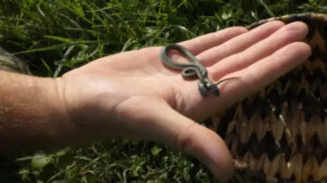 Bizarre Find: Two-Headed Snake Unearthed in Croatia