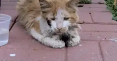 Compassionate Humans Save Starving Cat’s Life in the Backyard