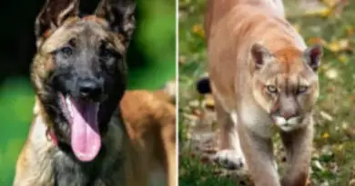 Heroic Dog Fights Off Mountain Lion to Save Owner’s Life