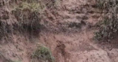 Mama Lion Risks it All to Save Her Precarious Baby Cub