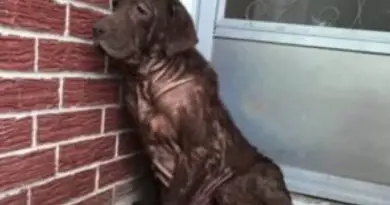 The Heartwarming Transformation of a Stray Dog Rescued from an Empty Porch