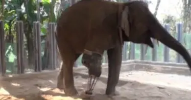 The Inspiring Journey of a Three-Legged Elephant’s Road to Recovery