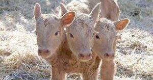 Bizarre Birth: Three Headed Calf Arrives in Saskatchewan - Animal's Look